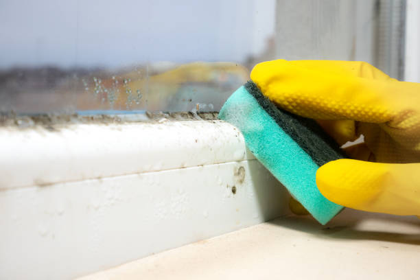 Best Black Mold Removal  in Port Charlotte, FL